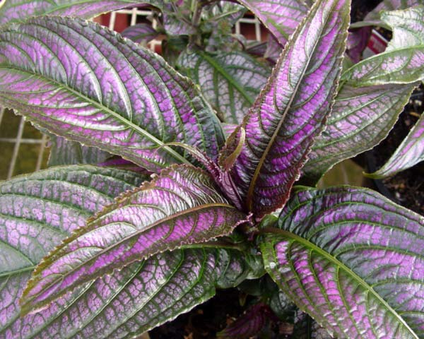 persian shield